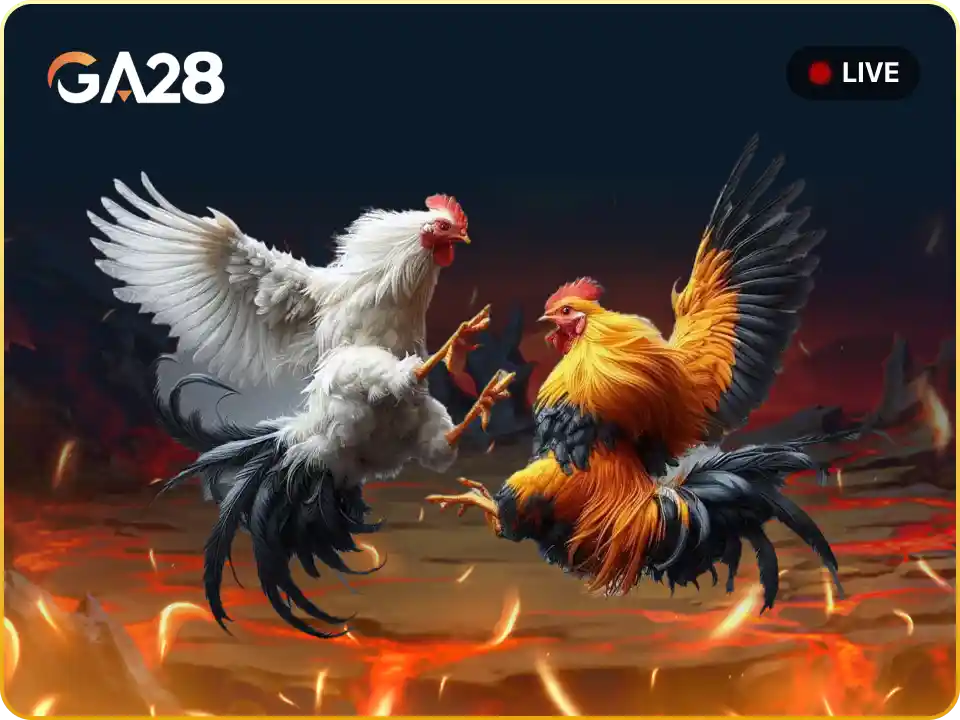 Đá gà GA28 Ho88
